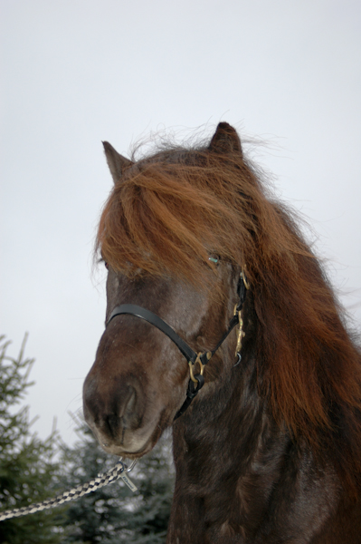Adalsteinn