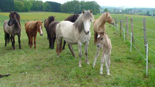 FurthaFohlen2010