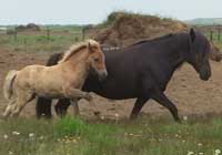 vHengsteJ07_08.jpg (5991 Byte)