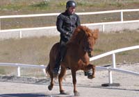 vHengsteJ07_08.jpg (5991 Byte)