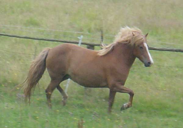 Fr&aelig;g&eth; 2008 &copy; Abendroth 